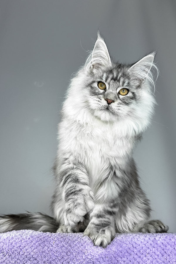 Will | Polydactyl Maine Coon Kitten