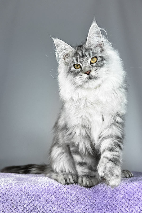 Will | Polydactyl Maine Coon Kitten