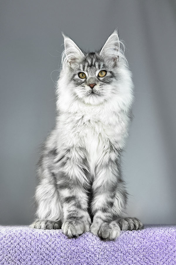Will | Polydactyl Maine Coon Kitten