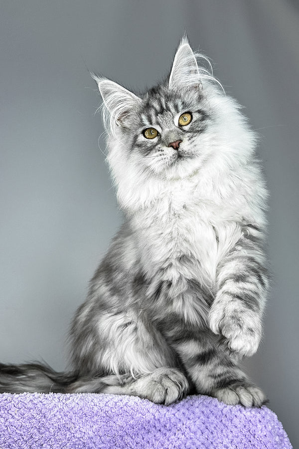 Will | Polydactyl Maine Coon Kitten