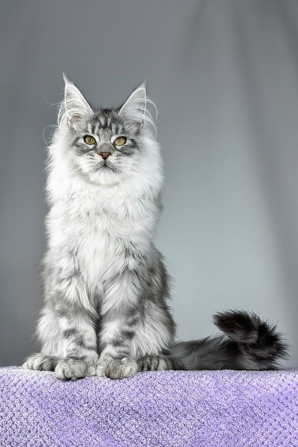 Will | Polydactyl Maine Coon Kitten