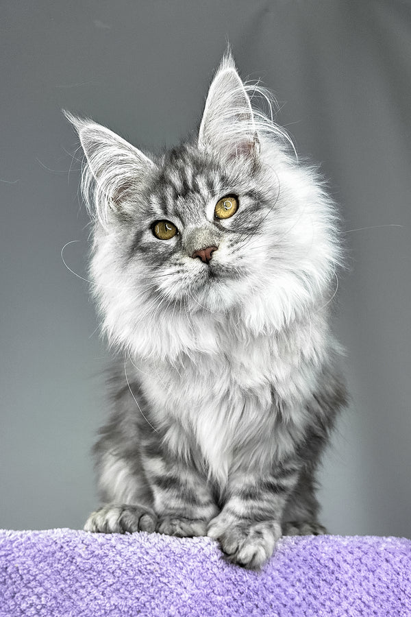 Will | Polydactyl Maine Coon Kitten