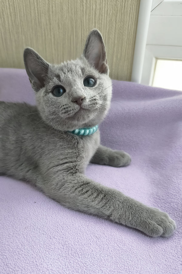 William | Russian Blue Kitten