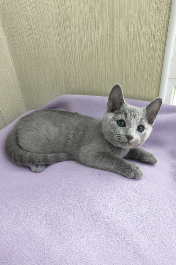 William | Russian Blue Kitten