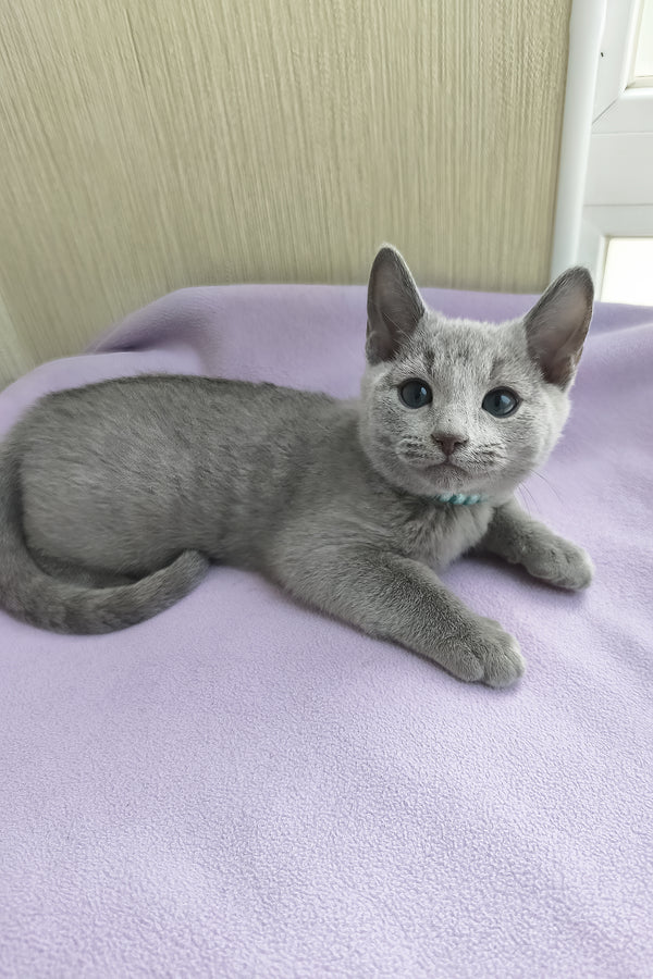 William | Russian Blue Kitten