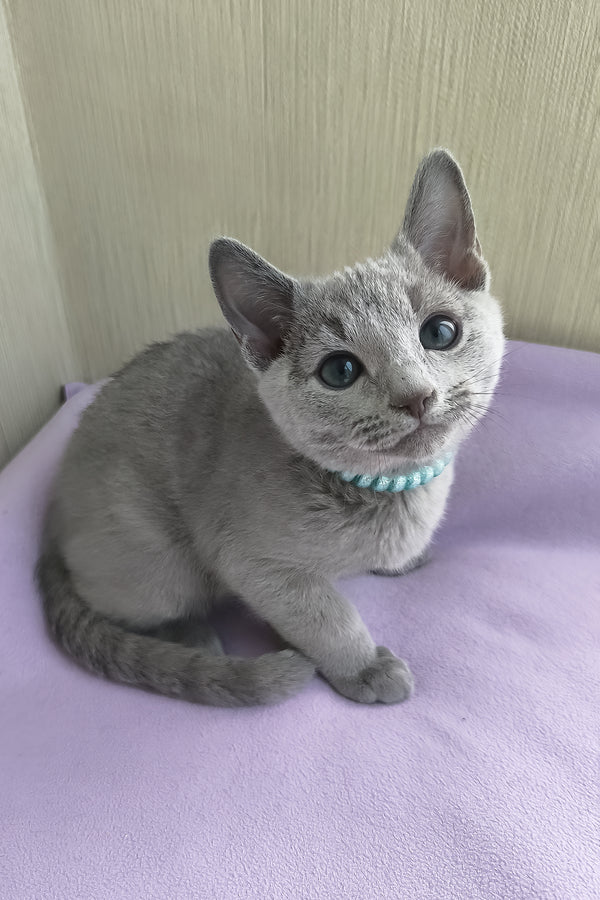 William | Russian Blue Kitten