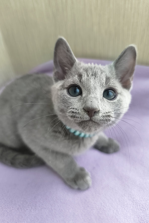 William | Russian Blue Kitten
