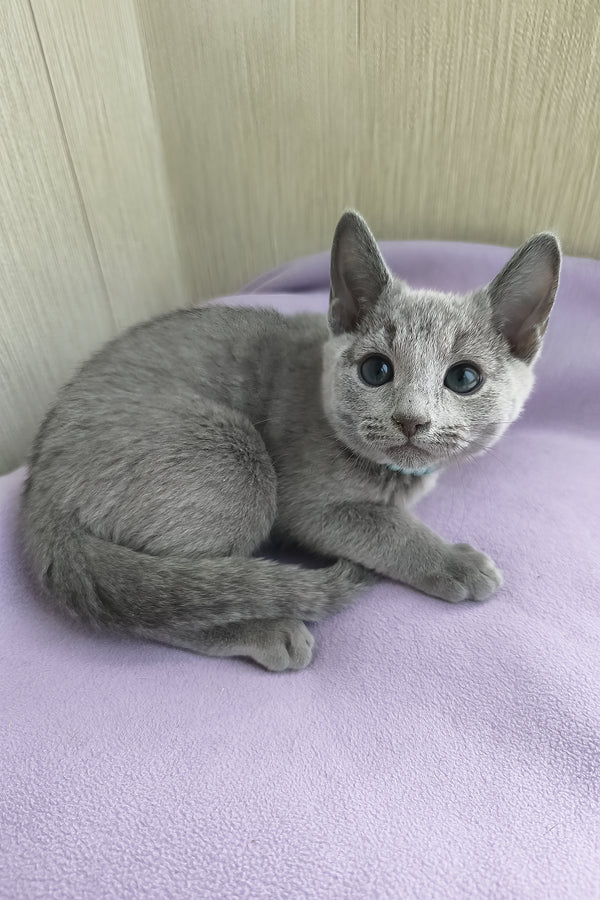 William | Russian Blue Kitten
