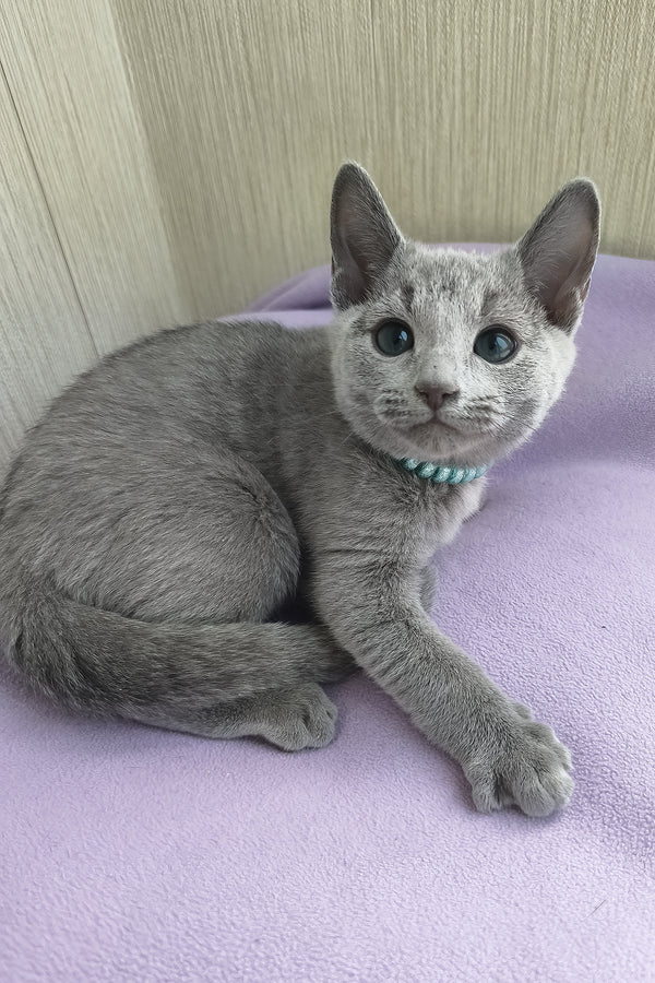 William | Russian Blue Kitten