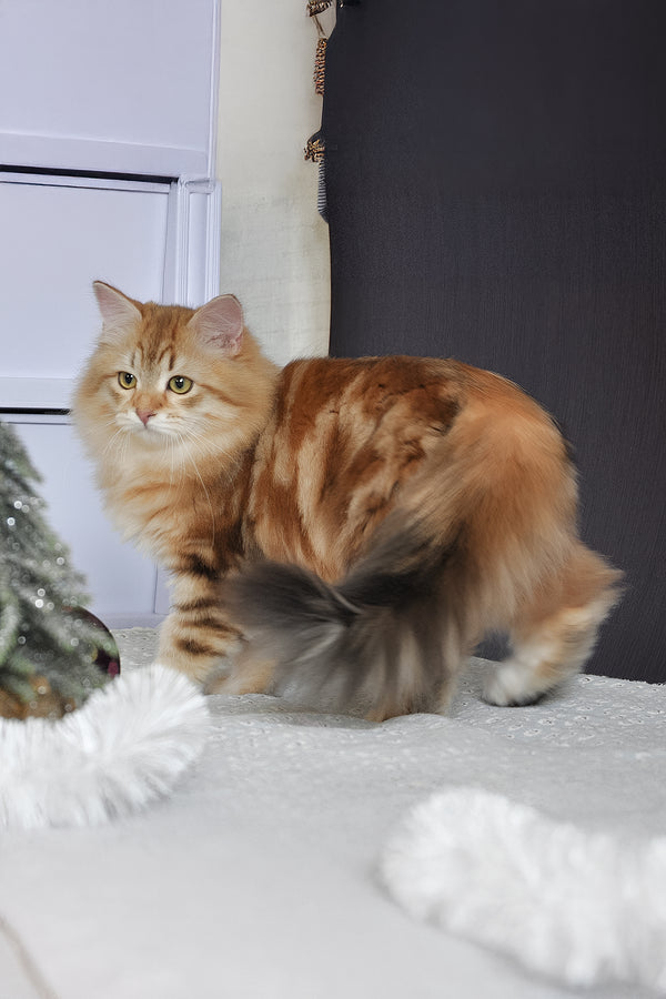 William | Siberian Kitten