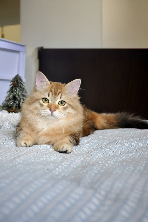 William | Siberian Kitten