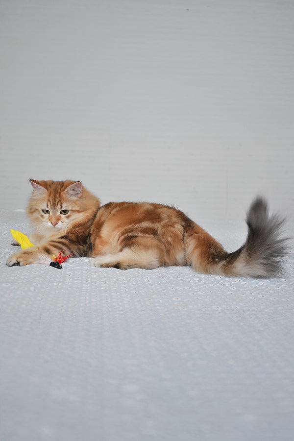 William | Siberian Kitten