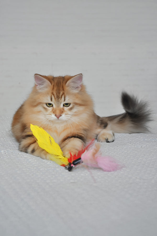 William | Siberian Kitten