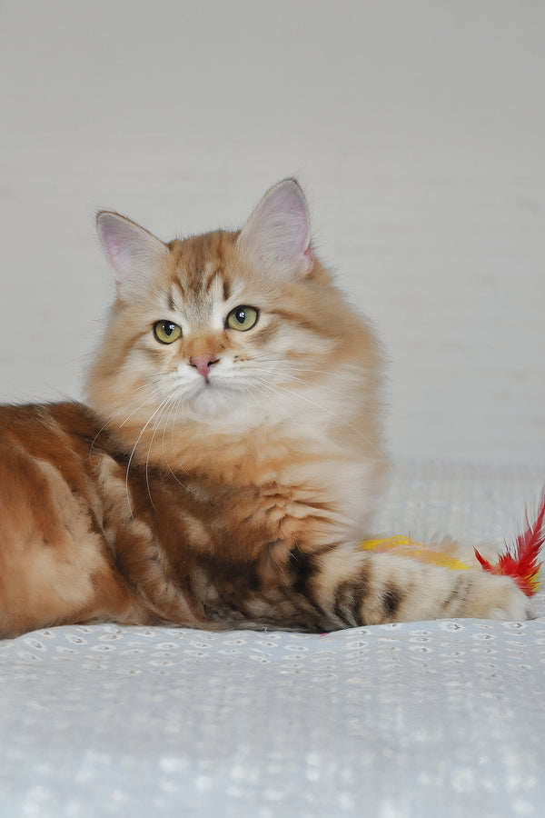 William | Siberian Kitten