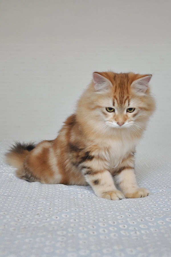 William | Siberian Kitten