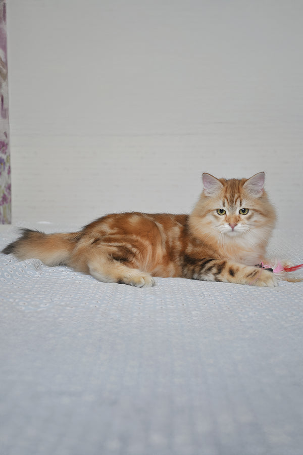 William | Siberian Kitten