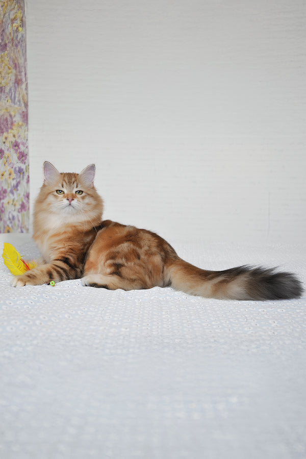 William | Siberian Kitten