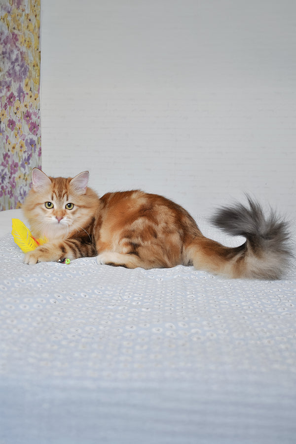 William | Siberian Kitten