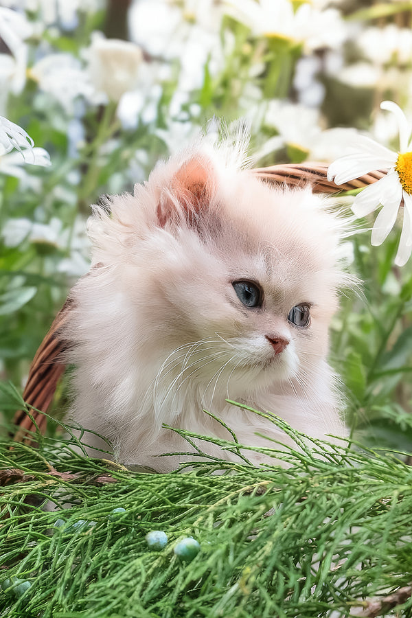 Willie | British Longhair Kitten