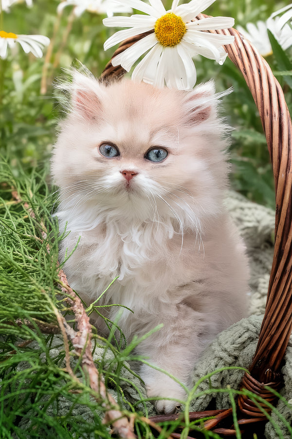 Willie | British Longhair Kitten