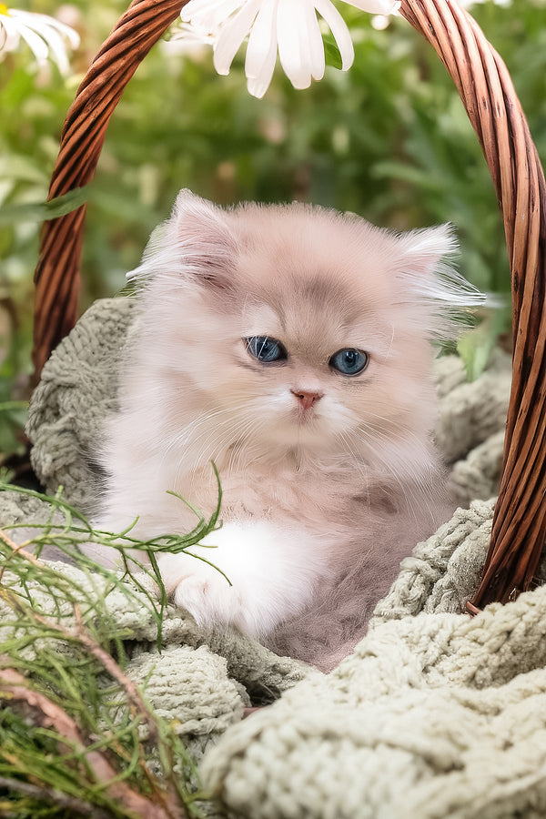 Willie | British Longhair Kitten