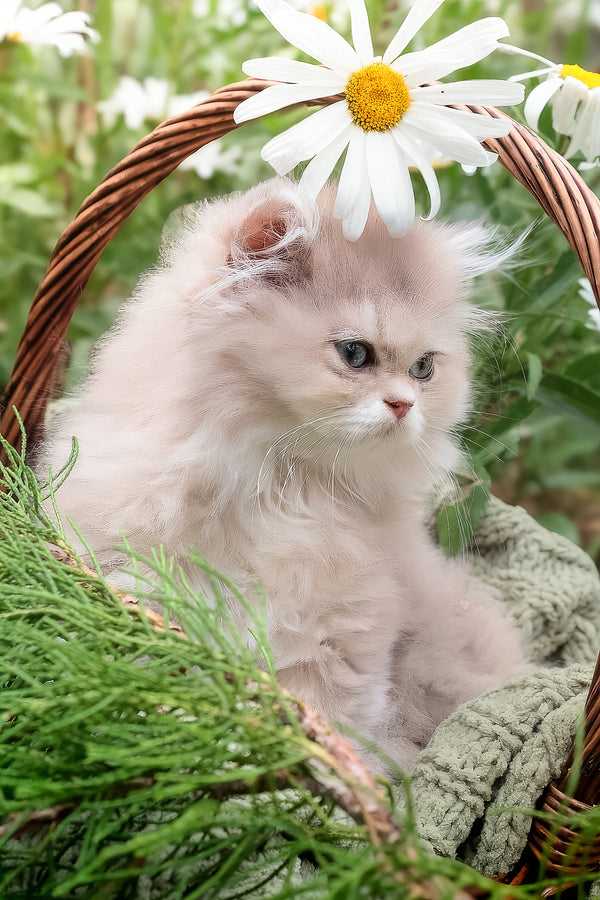 Willie | British Longhair Kitten