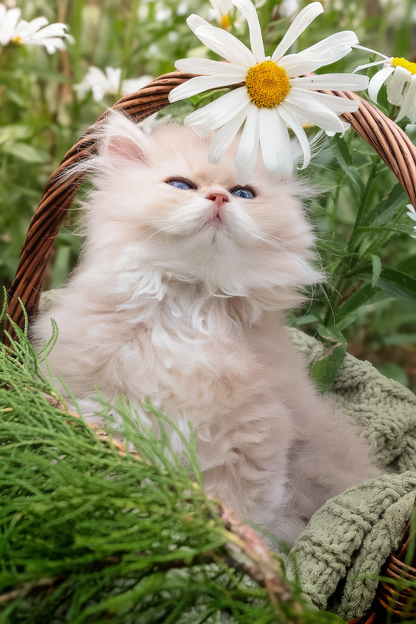 Willie | British Longhair Kitten