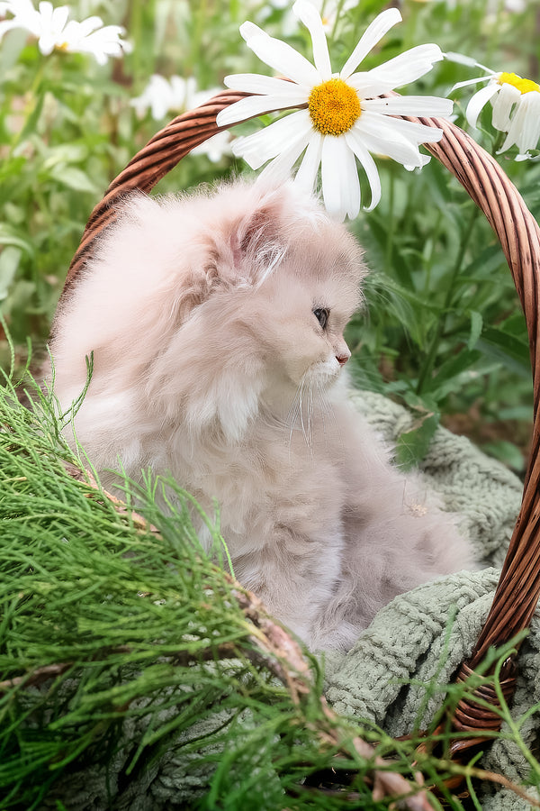 Willie | British Longhair Kitten