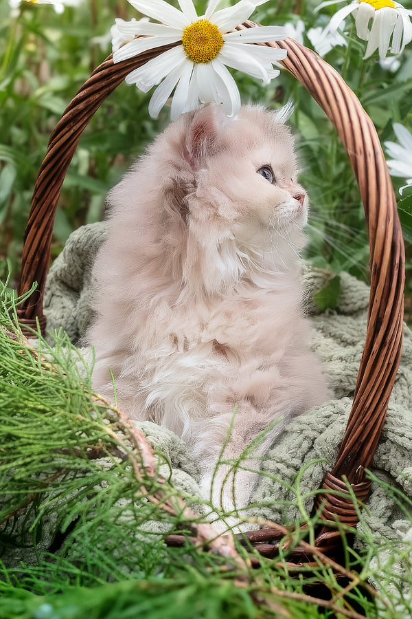 Willie | British Longhair Kitten