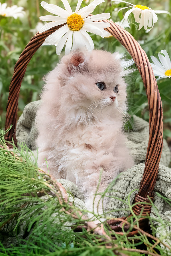 Willie | British Longhair Kitten