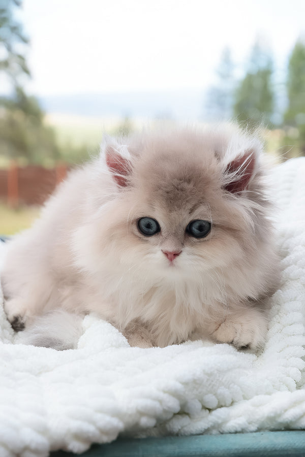 Willie | British Longhair Kitten