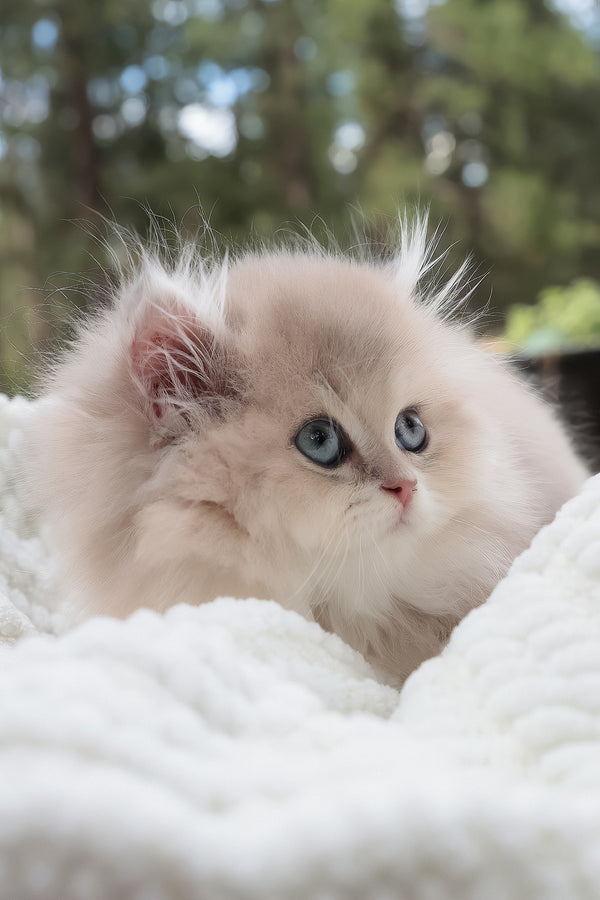 Willie | British Longhair Kitten