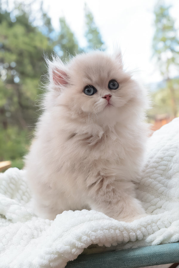 Willie | British Longhair Kitten