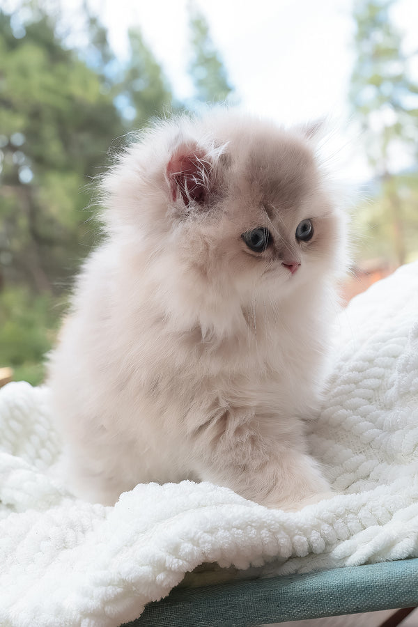 Willie | British Longhair Kitten