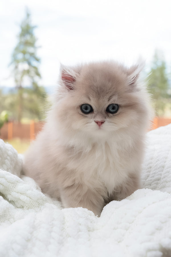Willie | British Longhair Kitten