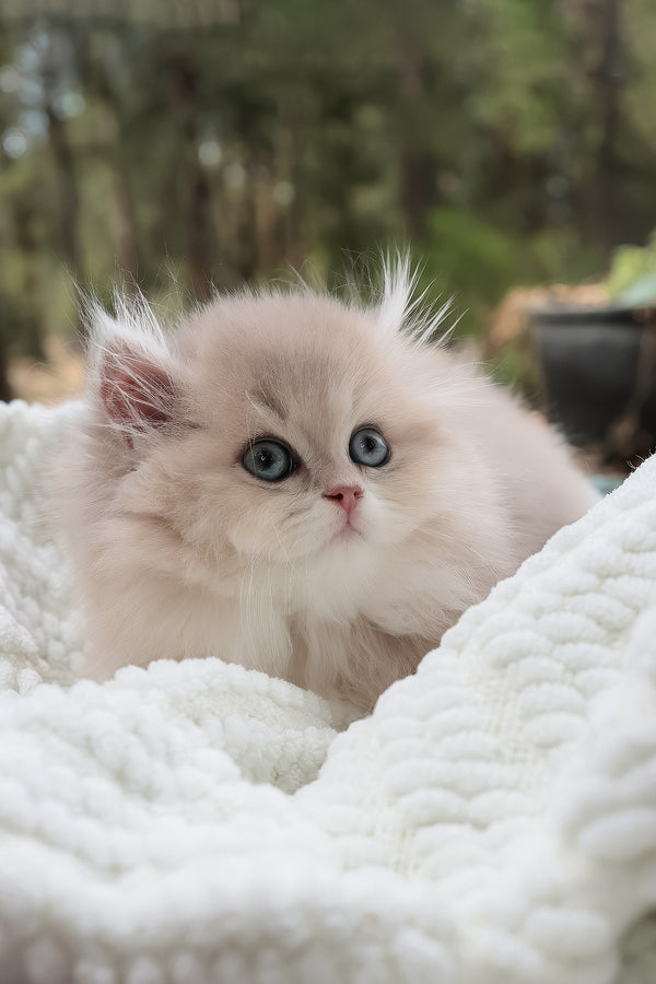 Willie | British Longhair Kitten