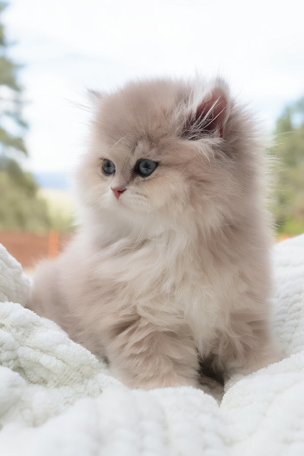 Willie | British Longhair Kitten