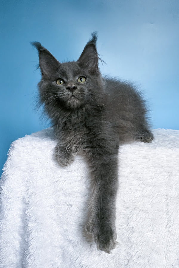 Willie | Polydactyl Maine Coon Kitten