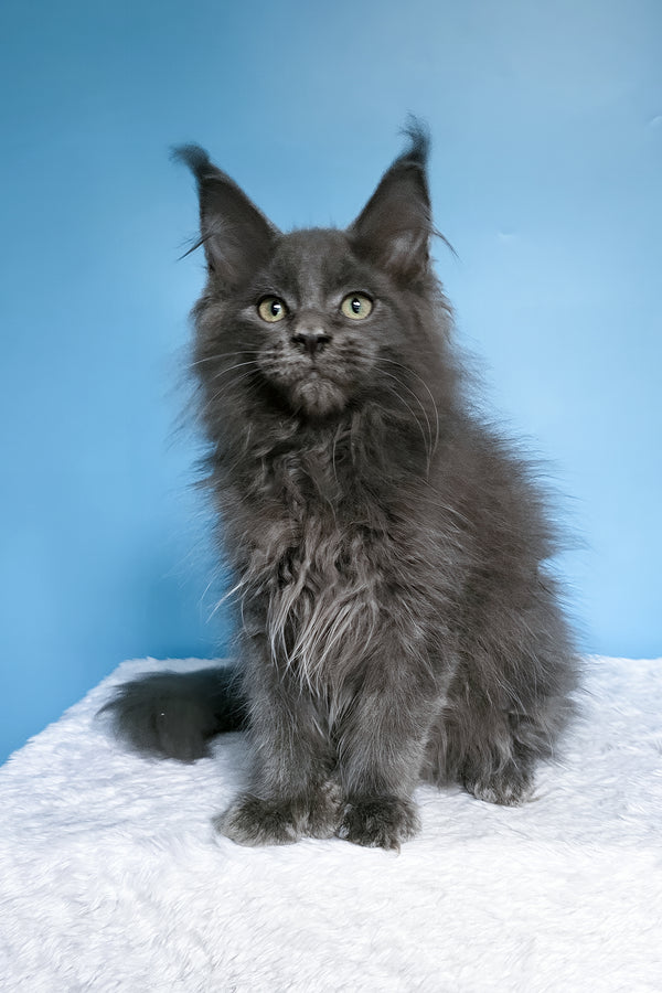 Willie | Polydactyl Maine Coon Kitten