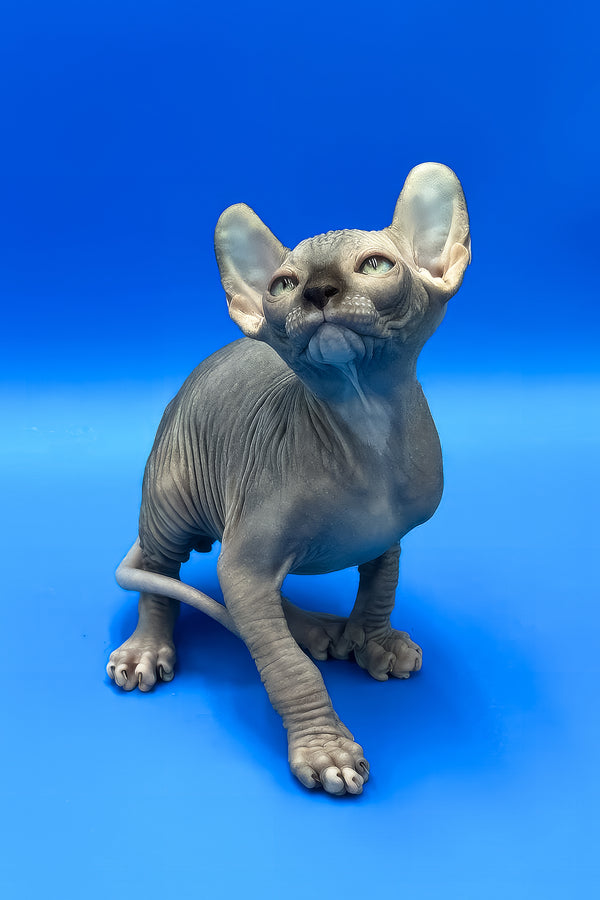 Willis | Elf Sphynx Kitten