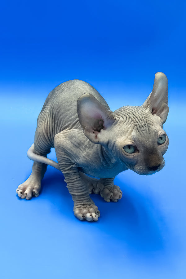 Willis | Elf Sphynx Kitten