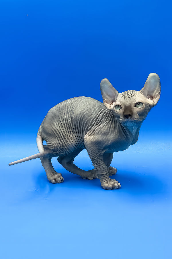 Willis | Elf Sphynx Kitten