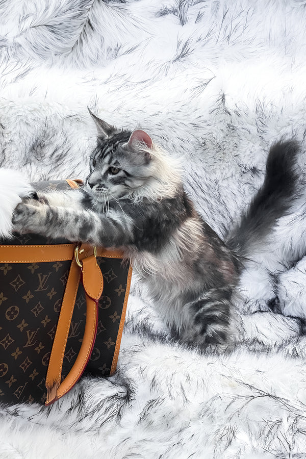 Willow | Maine Coon Kitten