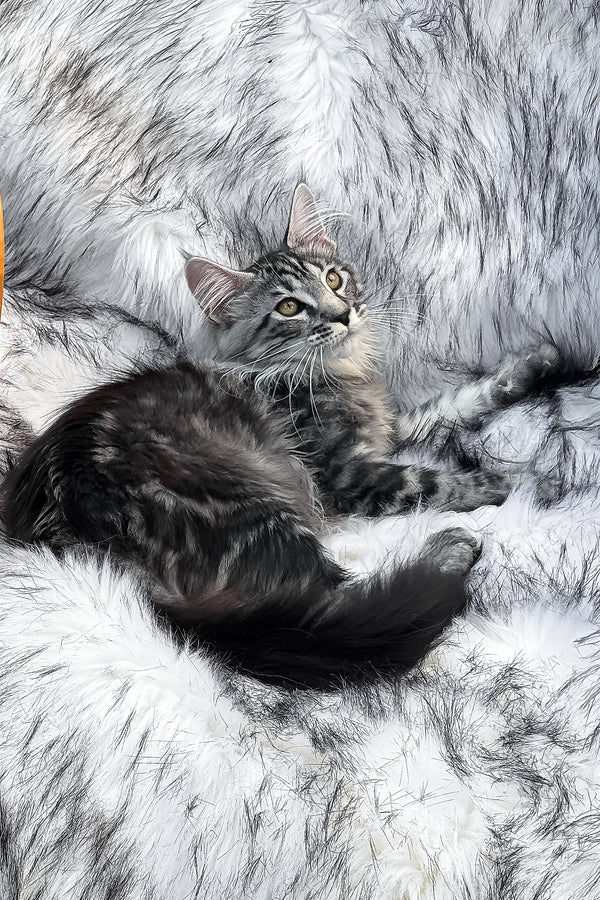 Willow | Maine Coon Kitten