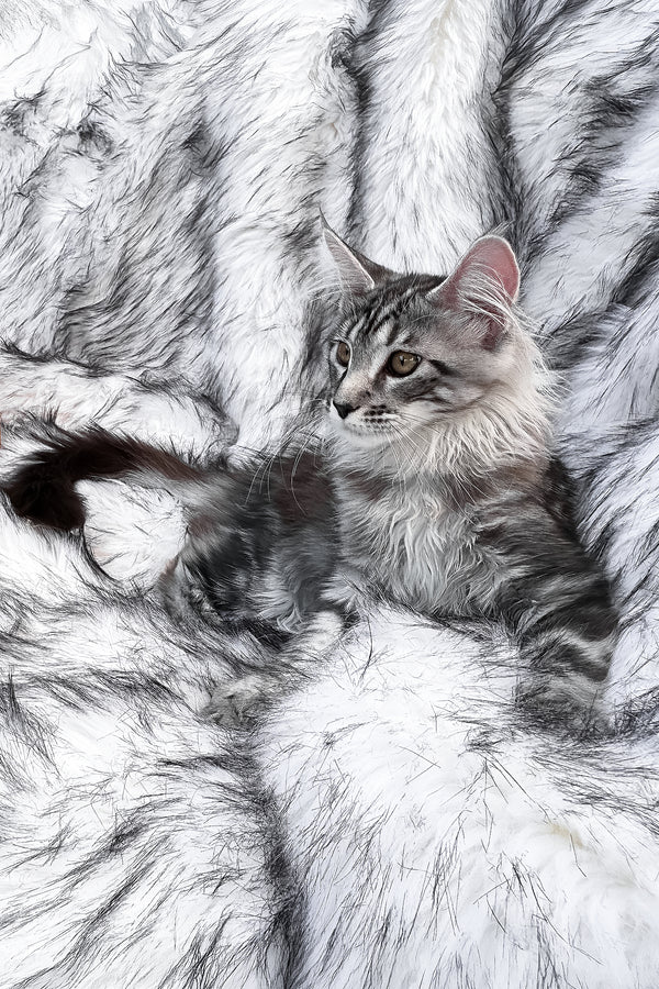 Willow | Maine Coon Kitten