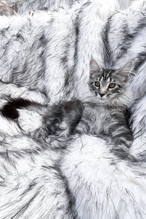 Willow | Maine Coon Kitten