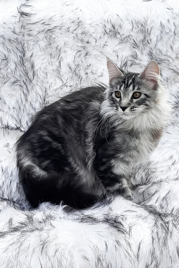 Willow | Maine Coon Kitten