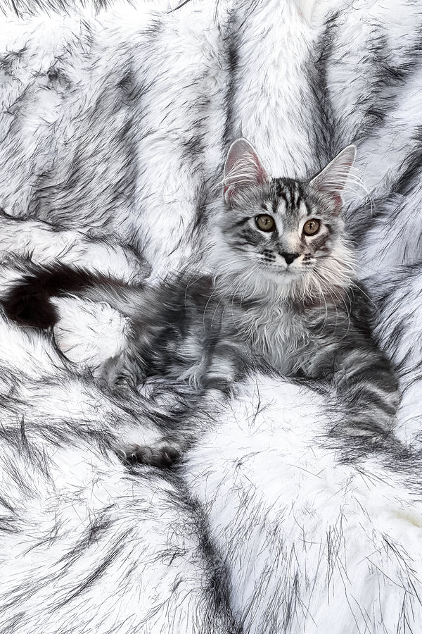Willow | Maine Coon Kitten