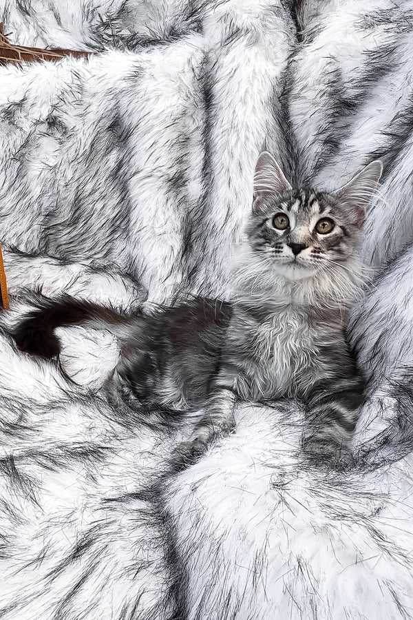 Willow | Maine Coon Kitten