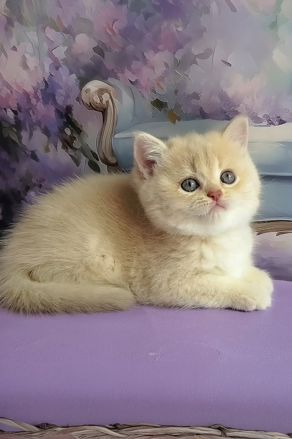 Willy | British Shorthair Kitten